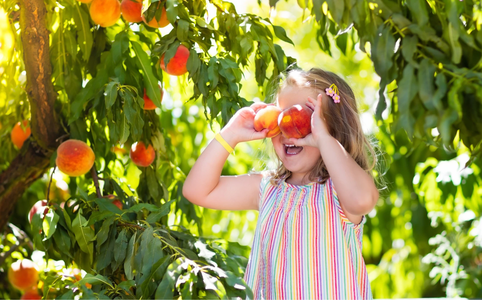 Fruit Picking in Markham